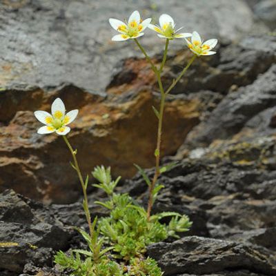 Saxifraga aspera L., © 2007, Beat Bäumler – Simplon (VS)