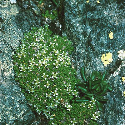 Minuartia cherlerioides subsp. rionii (Gremli) Friedrich, © 2022, Andreas Gygax – Saas Fee