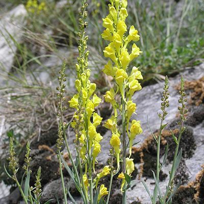 Linaria angustissima (Loisel.) Re, 28 January 2015, © 2006, Peter Bolliger – Ausserberg