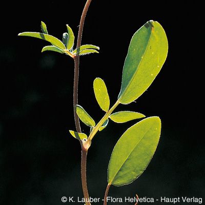Anthyllis vulneraria subsp. alpestris (Schult.) Asch. & Graebn., © 2022, Konrad Lauber – Flora Helvetica – Haupt Verlag