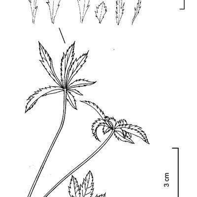 Astrantia minor L., 12 January 2023, © 2022, Stefan Eggenberg – Flora Vegetativa © Haupt Verlag