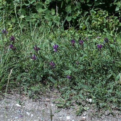 Astragalus onobrychis L., 8 June 2017, © Copyright 2017 Françoise Alsaker – Fabaceae