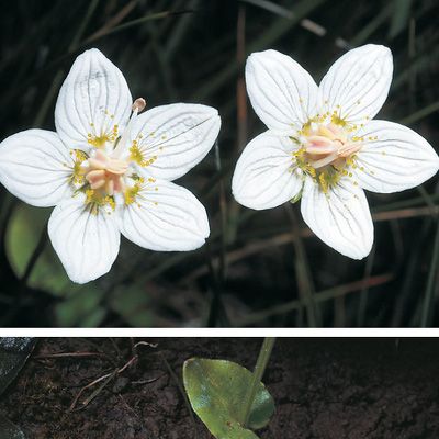 Parnassia palustris L., © 2022, Konrad Lauber – Flora Helvetica – Haupt Verlag