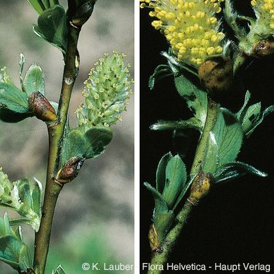 Salix bicolor Willd., © 2022, Konrad Lauber – Flora Helvetica – Haupt Verlag