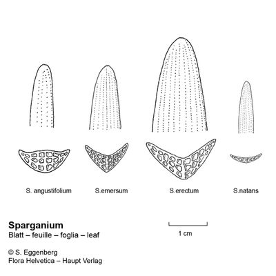 Sparganium angustifolium Michx., 26 January 2022, © 2022, Stefan Eggenberg – Flora Helvetica – Haupt Verlag, comparison figure