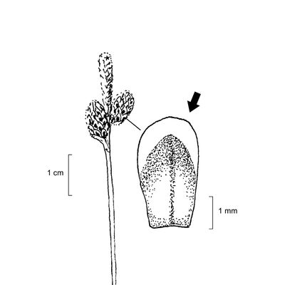 Carex ericetorum Pollich, 7 January 2021, © 2022, Stefan Eggenberg – Flora Vegetativa - Haupt Verlag