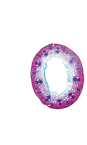Brachypodium phoenicoides (L.) Roem. & Schult., 17 May 2023, © 2022, Hugo Berger – Stängel, 100x