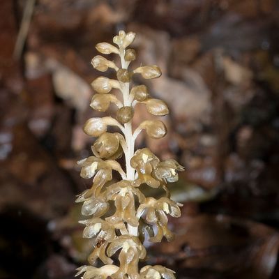 Neottia nidus-avis (L.) Rich., 29 March 2022, © Copyright Françoise Alsaker – Orchideaceae