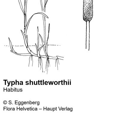 Typha shuttleworthii W. D. J. Koch & Sond., 25 January 2022, © 2022, Stefan Eggenberg – Flora Helvetica – Haupt Verlag
