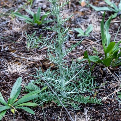 Centaurea valesiaca (DC.) Jord., 9 June 2017, Françoise Alsaker – Asteraceae