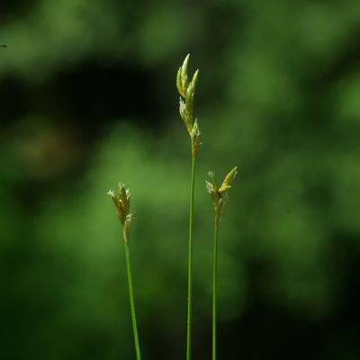 Carex brizoides L., © Copyright Christophe Bornand