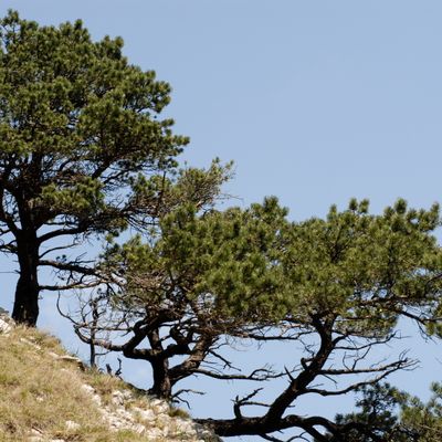 Pinus mugo subsp. uncinata (DC.) Domin, 11 May 2008, © 2022, Philippe Juillerat