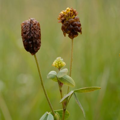 Trifolium spadiceum L., © 2022, Philippe Juillerat – Les Pontins