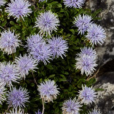 Globularia cordifolia L., © 2022, Hugh Knott – Zermatt