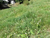 3/12 - © Copyright 2020 Patrice Prunier – IV.5.1b.2.3 - Poo pratensis-Lolietum perennis, St-Blaise F-74