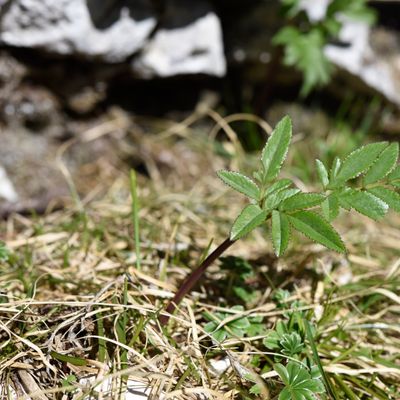 Angelica sylvestris subsp. bernardae Reduron, © 2022, Philippe Juillerat – Le Suchet (VD)