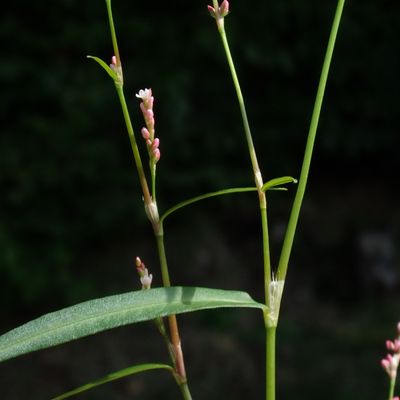 Polygonum minus Huds., © Copyright Christophe Bornand