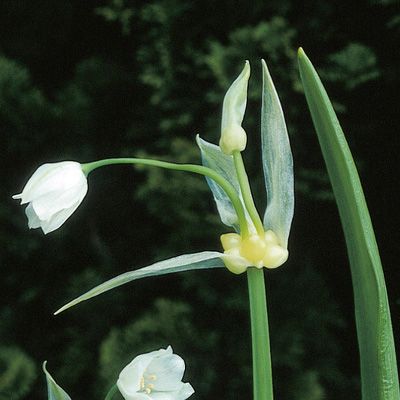 Allium paradoxum (M. Bieb.) G. Don, © 2022, Konrad Lauber – Flora Helvetica – Haupt Verlag