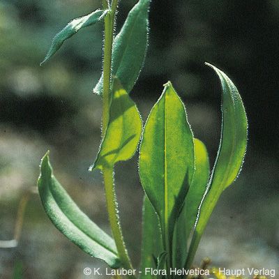 Pulmonaria montana Lej., © 2022, Konrad Lauber – Flora Helvetica – Haupt Verlag
