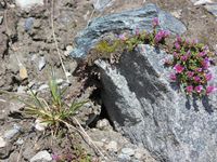 3/3 - © 2013, Patrice Prunier – III.3.1.2.4 - Saxifragetum biflorae, Trockener Steg Zermatt CH-Vs