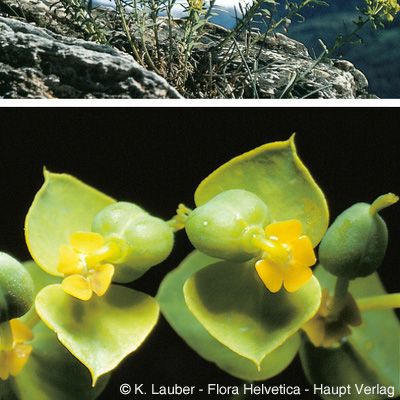 Euphorbia seguieriana Neck. subsp. seguieriana, © 2022, Konrad Lauber – Flora Helvetica – Haupt Verlag