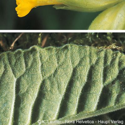 Primula veris L. subsp. veris, © 2022, Konrad Lauber – Flora Helvetica – Haupt Verlag