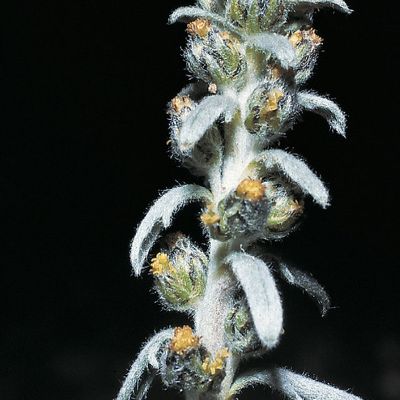 Artemisia genipi Weber, © 2022, Konrad Lauber – Flora Helvetica – Haupt Verlag