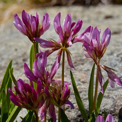 Trifolium alpinum L., © 2022, Hugh Knott – Zermatt