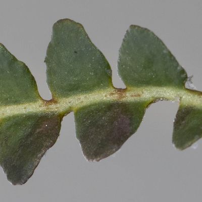 Asplenium ceterach L., 3 June 2018, © Copyright Françoise Alsaker – Aspleniaceae