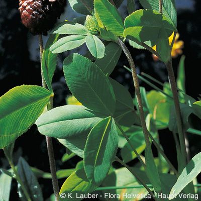 Trifolium badium Schreb., © 2022, Konrad Lauber – Flora Helvetica – Haupt Verlag