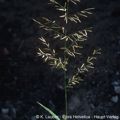 Eragrostis barrelieri Daveau, © 2022, Konrad Lauber – Flora Helvetica – Haupt Verlag