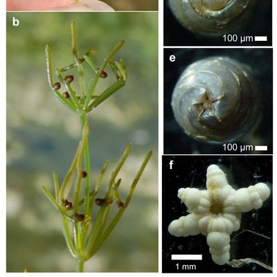 Nitellopsis obtusa (Desv.) J. Groves, © 2022, A. Boissezon – Morphologie de Nitellopsis obtusa : pied mâle (a) ; pied femelle (b) ; gyrogonite en vue latérale (c), apicale (d) et basale (e) ; bulbille étoilée. 