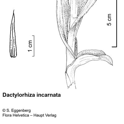 Dactylorhiza incarnata (L.) Soó, 2 December 2022, © 2022, Stefan Eggenberg – Flora Vegetativa - Haupt Verlag