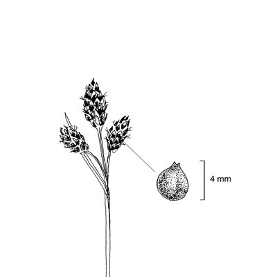 Carex atrata L., 7 January 2021, © 2022, Stefan Eggenberg – Flora Vegetativa - Haupt Verlag