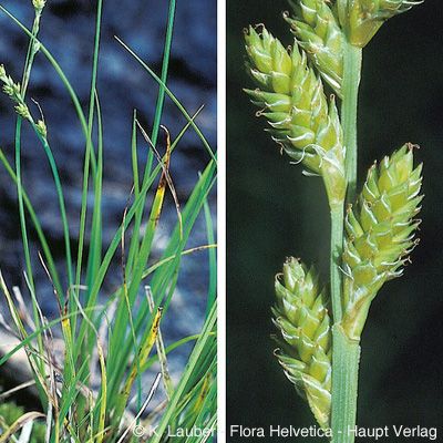 Carex canescens L., © 2022, Konrad Lauber – Flora Helvetica – Haupt Verlag