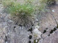 2/4 - © 2013, Patrice Prunier – III.4.1.2.4 - Artemisio campestris-Festucetum acuminatae, IT-Ao