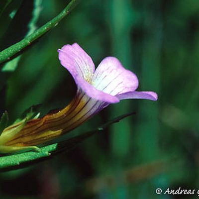 Gratiola officinalis L., © 2022, Andreas Gygax