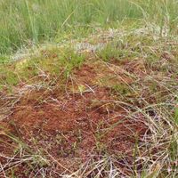 8/15 - © Copyright 2014 Patrice Prunier – VI.2.1.1.1 - Sphagnetum medii, Ste-Croix CH-VD
