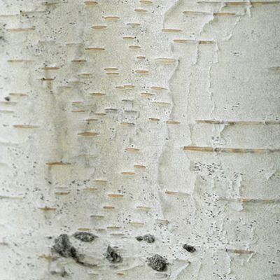 Betula pendula Roth, © 2007, Beat Bäumler – Zeneggen (VS)