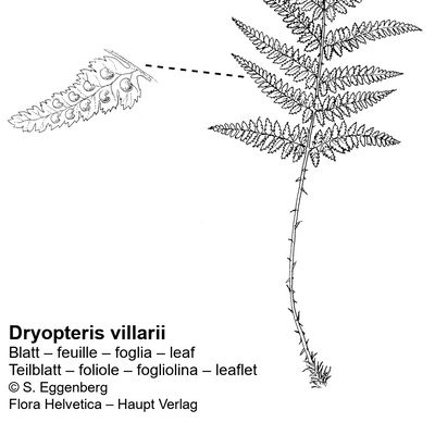Dryopteris villarii (Bellardi) Schinz & Thell., © 2022, Stefan Eggenberg – Flora Vegetativa - Haupt Verlag