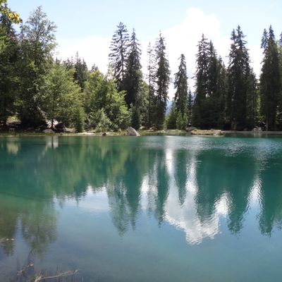 Chara hispida L., 30 August 2014, © 2014, A. Boissezon – Chara hispida forme une population dense dans le Lac Vert, situé à 1266 m d'altitude et alimenté par des eaux souterraines (Passy, F-74).