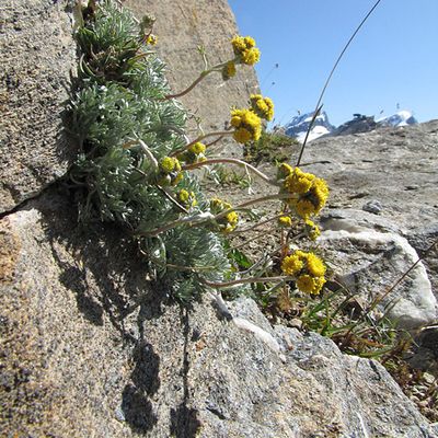 Artemisia glacialis L., © 2009, Peter Bolliger – Zermatt