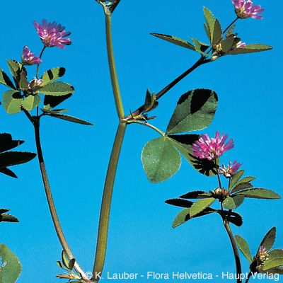 Trifolium resupinatum L., © 2022, Konrad Lauber – Flora Helvetica – Haupt Verlag