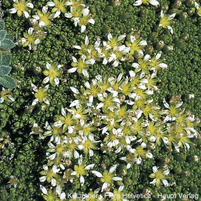 Minuartia cherlerioides subsp. rionii (Gremli) Friedrich, © 2022, Konrad Lauber – Flora Helvetica – Haupt Verlag