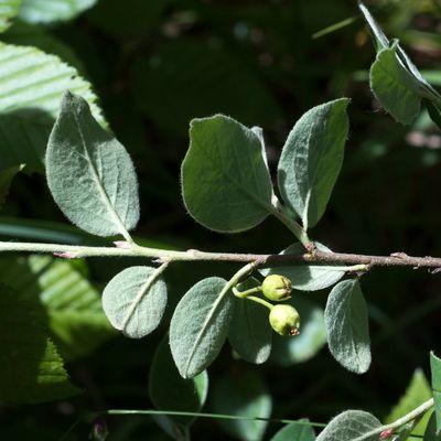 Cotoneaster integerrimus Medik., 22 May 2016, © Copyright Françoise Alsaker – Rosaceae / B oval leicht zugespitzt /Blatt-US behaart, OS kahl mit einem hellen Rand / Blütenstiel eher kahl / 1-3 Blüten in B-achsen