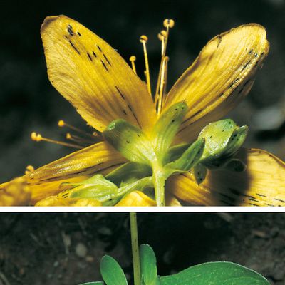 Hypericum maculatum subsp. obtusiusculum (Tourlet) Hayek, © 2022, Konrad Lauber – Flora Helvetica – Haupt Verlag
