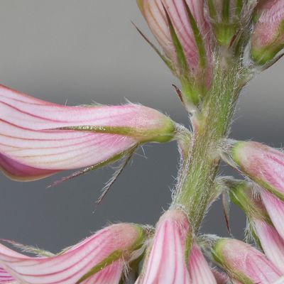 Onobrychis viciifolia Scop., 31 May 2018, Françoise Alsaker – Fabaceae