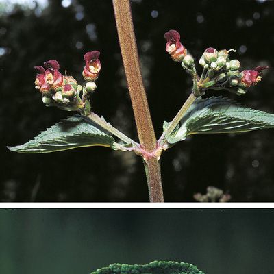 Scrophularia auriculata L., © 2022, Konrad Lauber – Flora Helvetica – Haupt Verlag