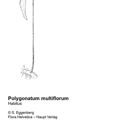 Polygonatum multiflorum (L.) All., © 2022, Stefan Eggenberg – Flora Helvetica – Haupt Verlag