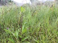 2/7 - © 2014, Patrice Prunier – II.2.3.1.5 - Schoenetum ferruginei, Sentier Rocheray CH-Vd